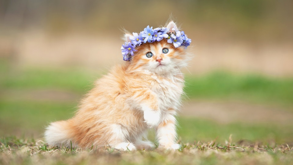 10 Cat Names Inspired By The Royal Family Because Felines Reign