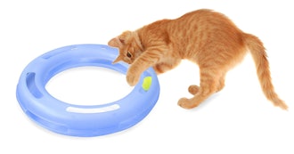 Petmate FAT CAT Crazy Circle Interactive Cat Toy