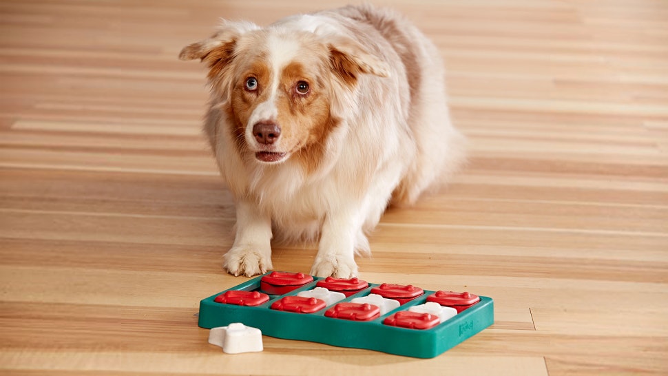 Brain Stimulating Toys For Dogs | Wow Blog