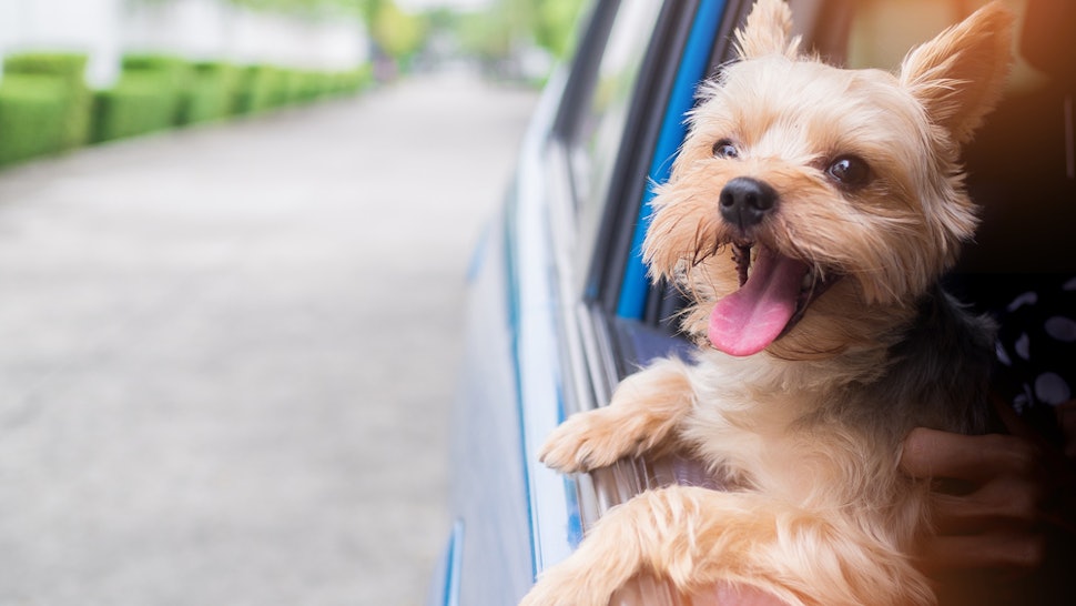 15 Affordable Pet Friendly Hotels In The U S That Will Welcome