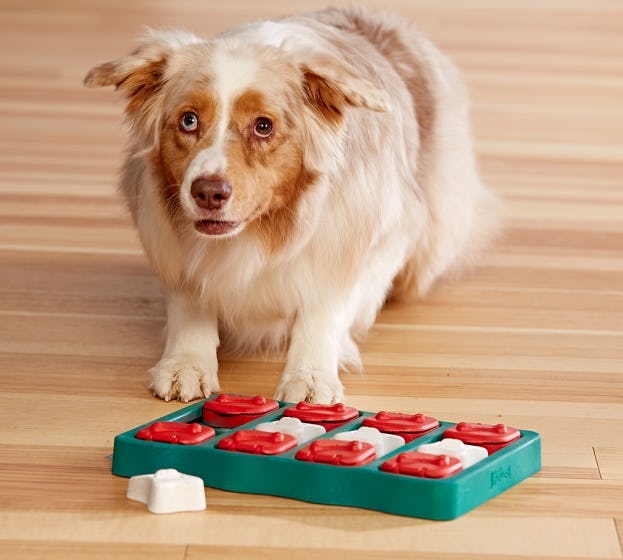 The 5 Best Toys For Smart Dogs
