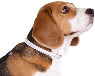 CollarDirect Rolled Leather Dog Collar 