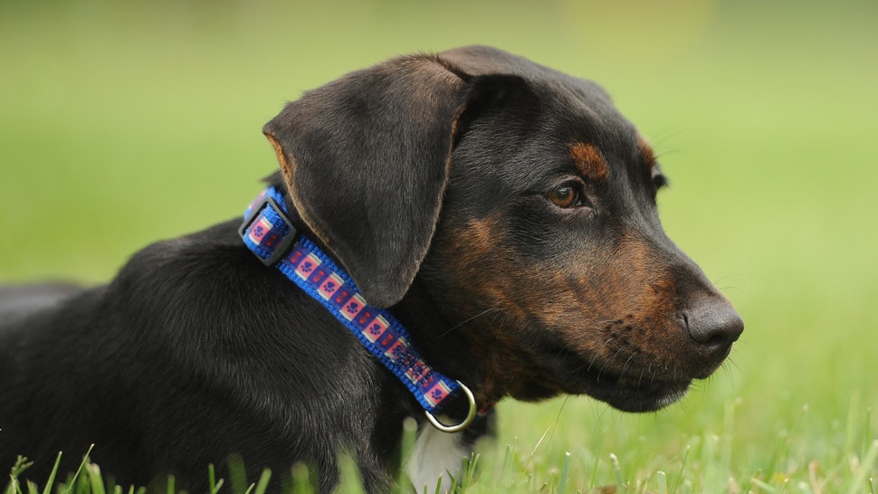 The 6 Best Collars For Puppies
