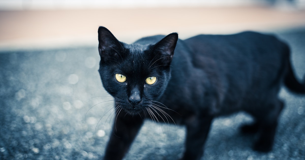 It's Black Cat Appreciation Day, & This Is Why Everyone Should Have A