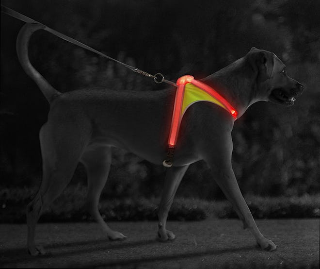 Noxgear LightHound Illuminated Harness