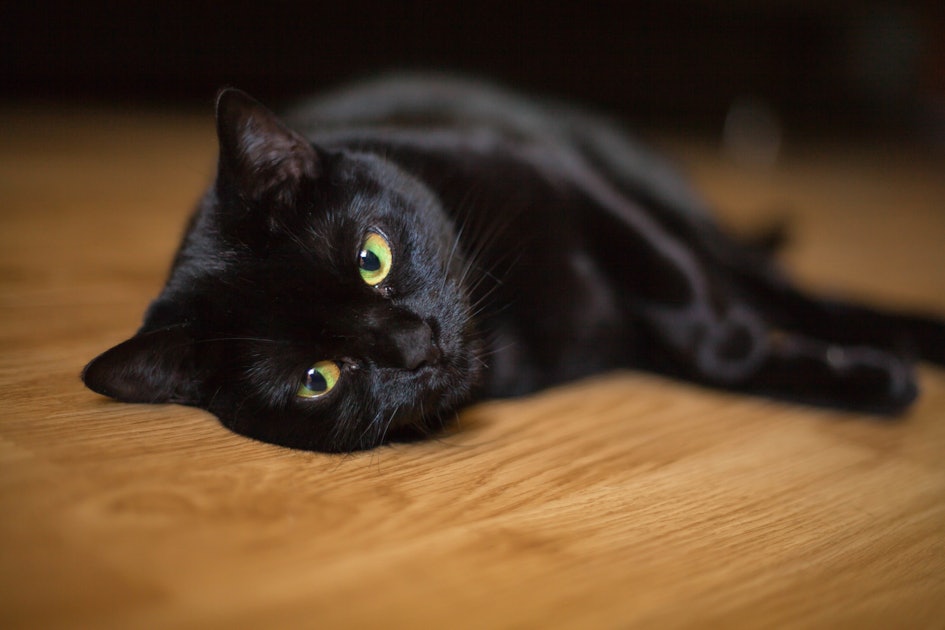 5 Creepy Cat  Myths Where They Came From