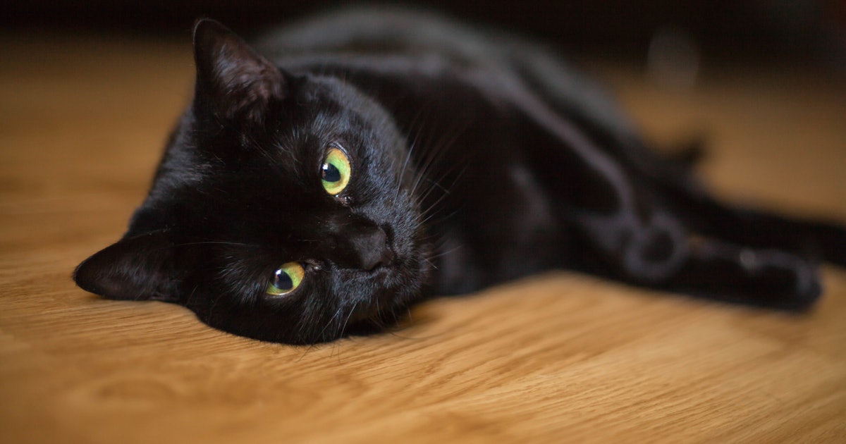 5 Creepy Cat Myths & Where They Came From 5 Creepy Cat Myths & Where They Came From