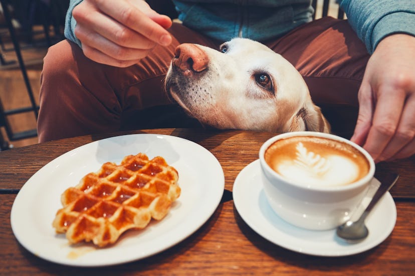 A dog sitting in front of a table with waffle and a cup of coffee