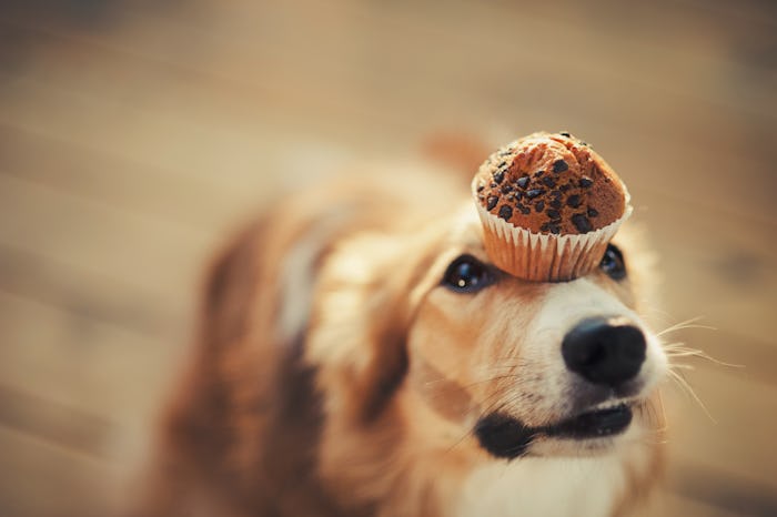 Dog balancing a muffin on his head