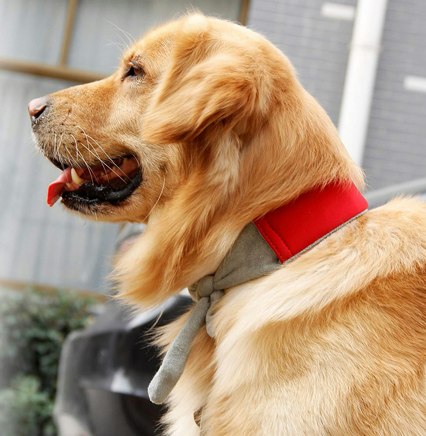 The 4 Best Cooling Dog Collars