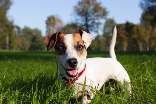 8 Questions To Ask A Doggy Daycare Before You Enroll Your Pup