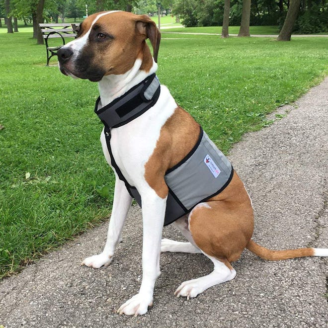 Cooler Dog Cooling Vest And Collar