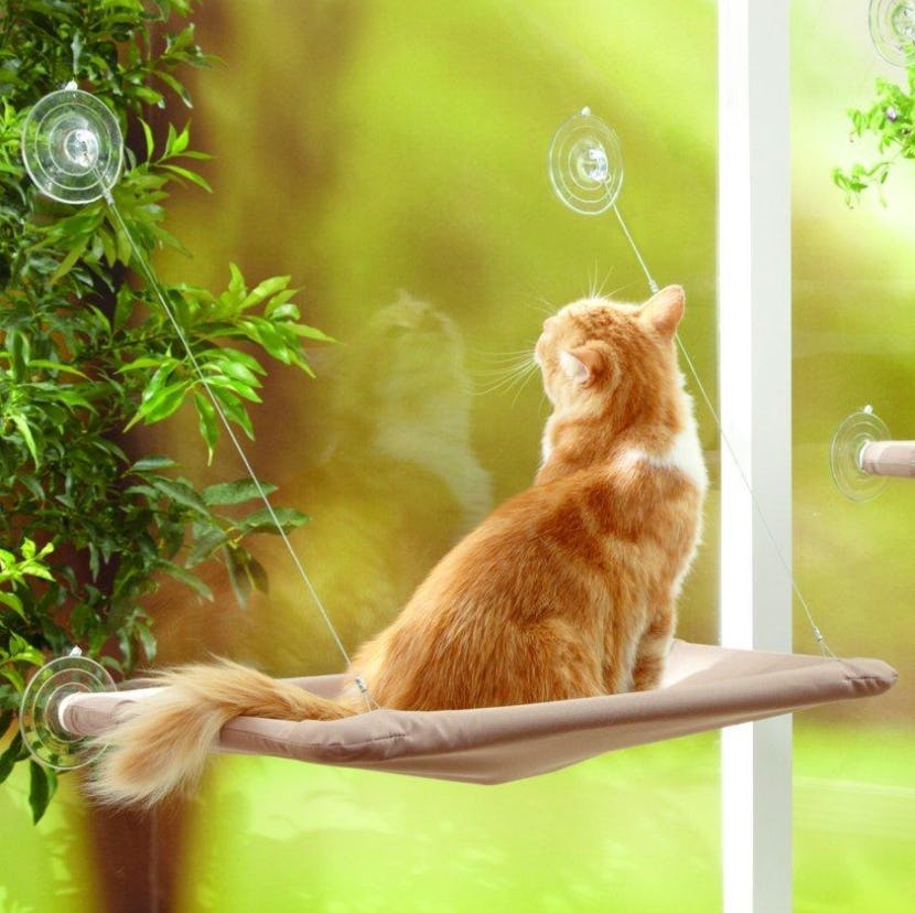 The 5 Best Cheap Cat Beds