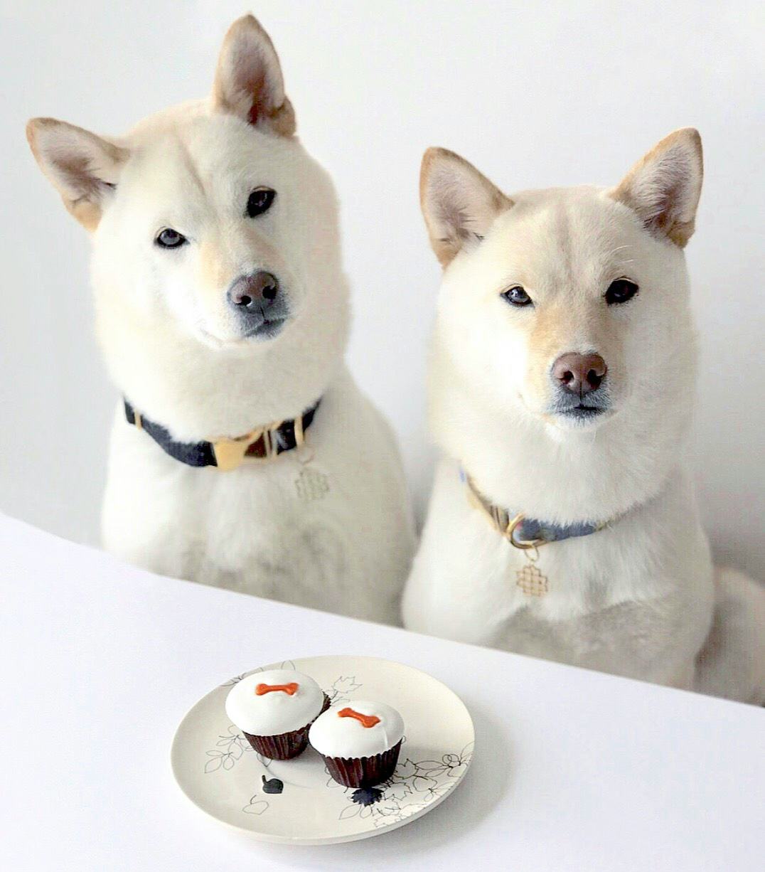 sprinkles puppy cupcake