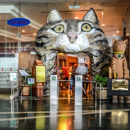 10 Must-Visit Places for Cat Lovers