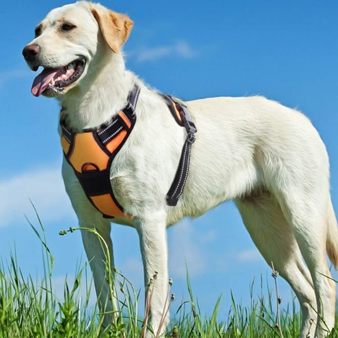 Eagloo No Pull Dog Harness With Front Clip 