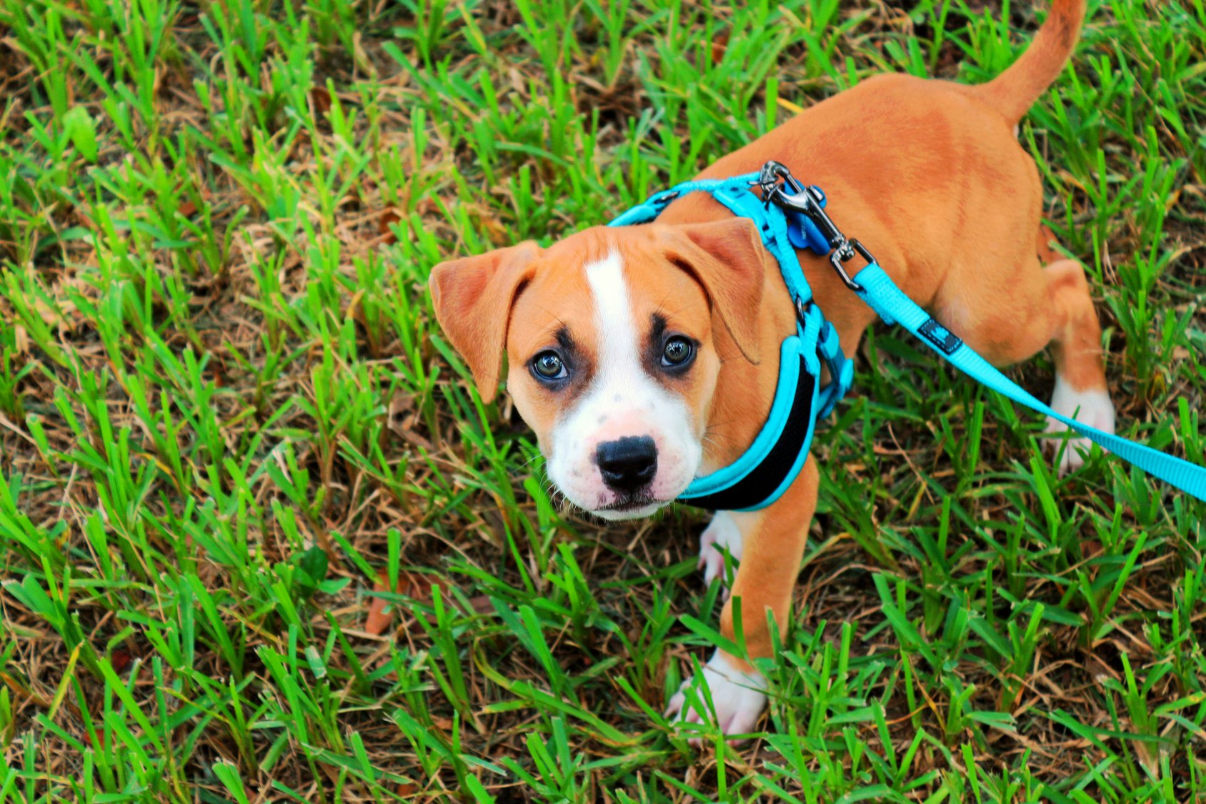 The 5 Best Dog Walking Harness