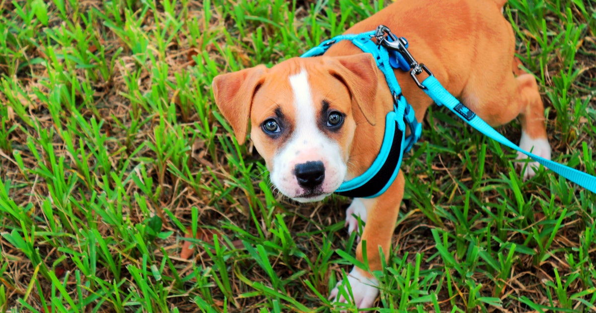 The 5 Best Dog Walking Harness