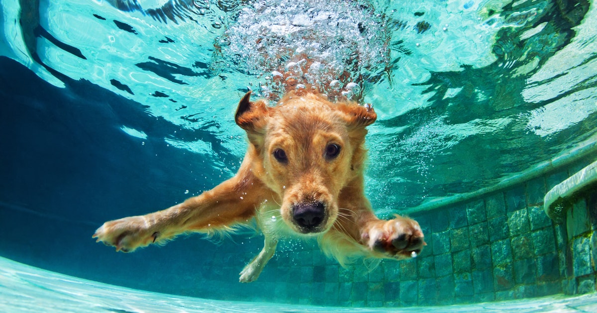 12 Punny National Dog Day 2018 Instagram Captions