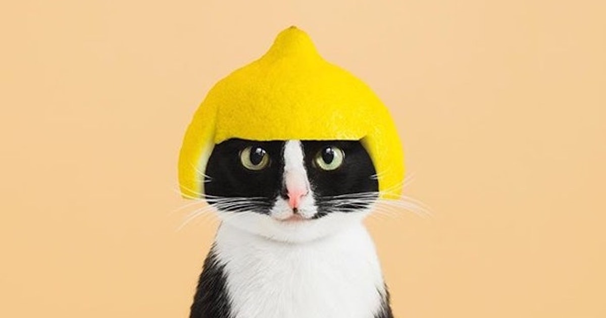 17 Cats To Follow On Instagram Because You Re A Cat Lady Through