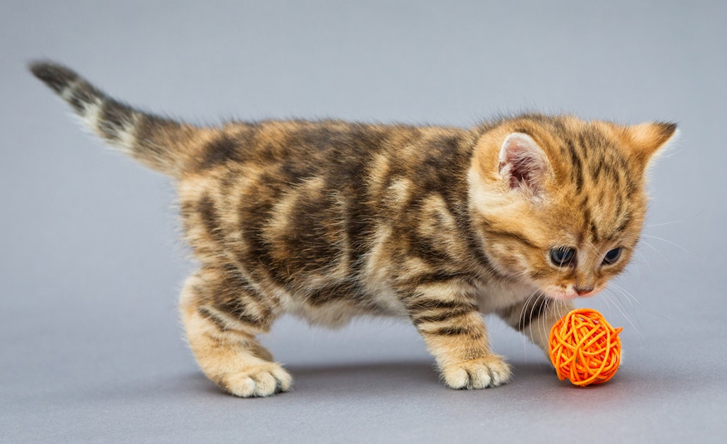 The 9 Best Cheap Cat Toys