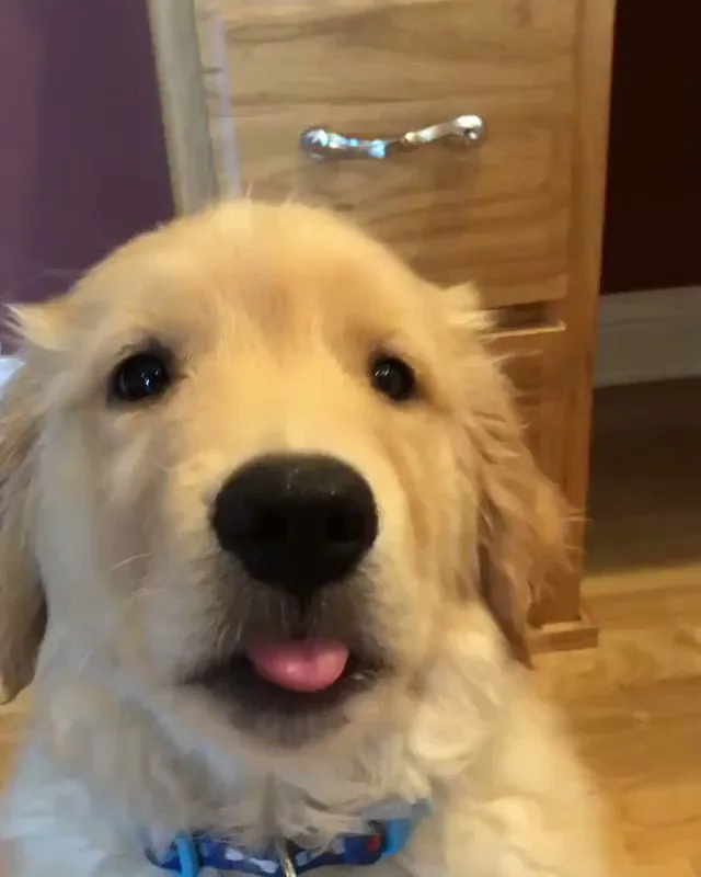 16 Funny Tweets All Dog Lovers Will Appreciate For National Dog Day 2018