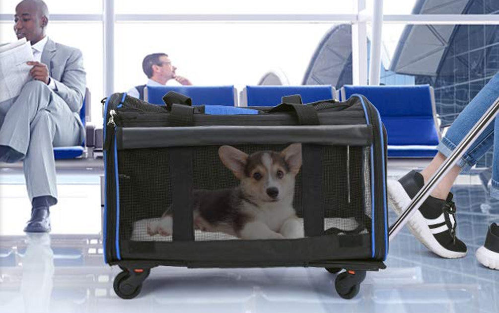 The 6 Best Small Dog Carriers