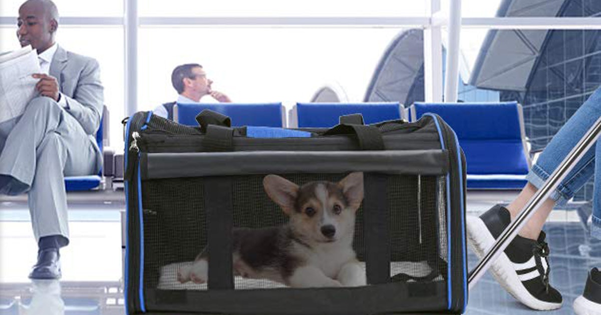 The 6 Best Small Dog Carriers