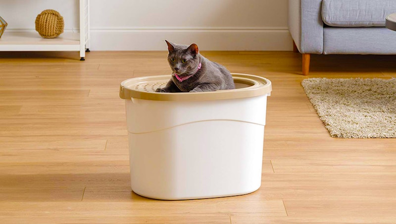 The 4 Best Litter Boxes For Cats That Spray