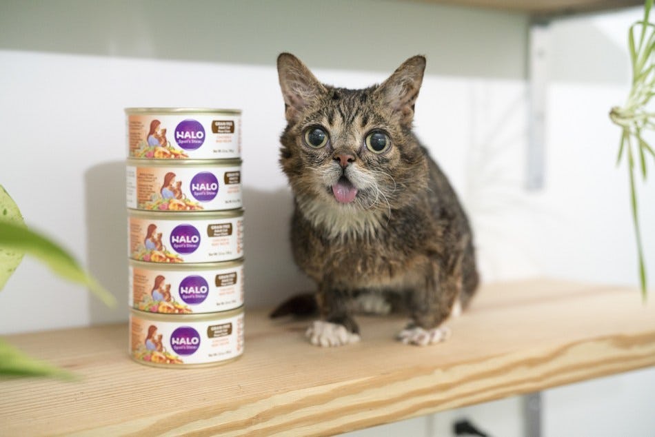 Halo cat food store coupon