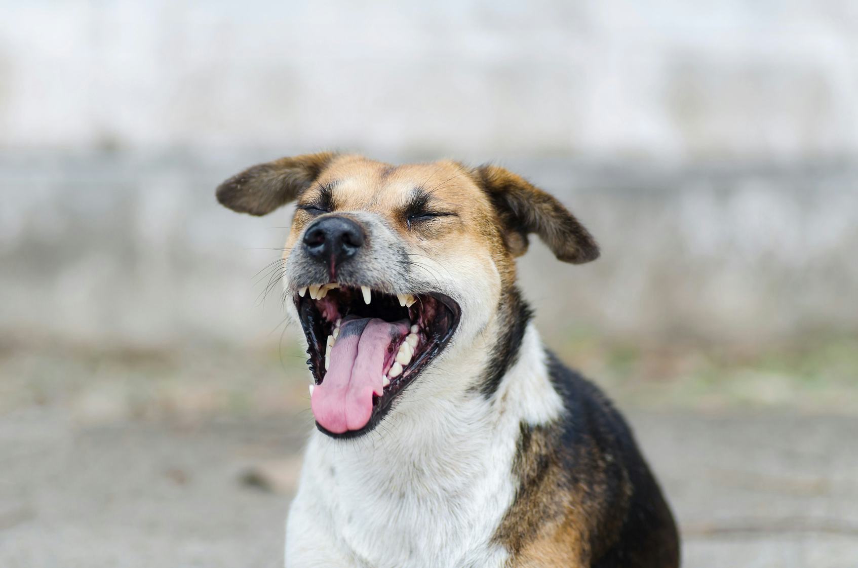 Why Do Dogs Yawn? The Answer May Surprise You