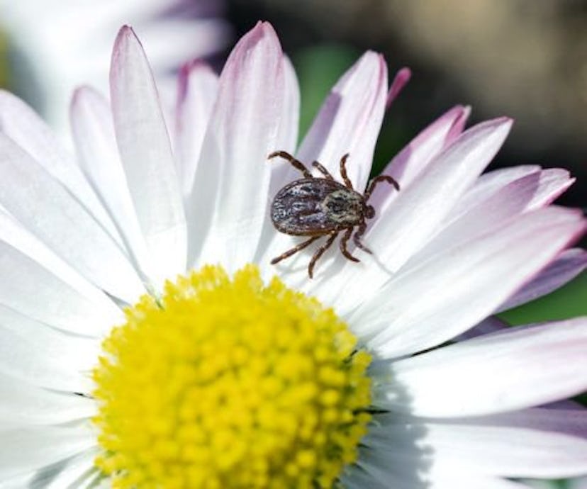 A tick, carrier of Lyme disease, standing on a flower