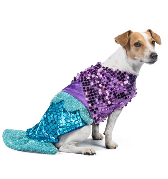 Sushi dog 2024 costume petsmart