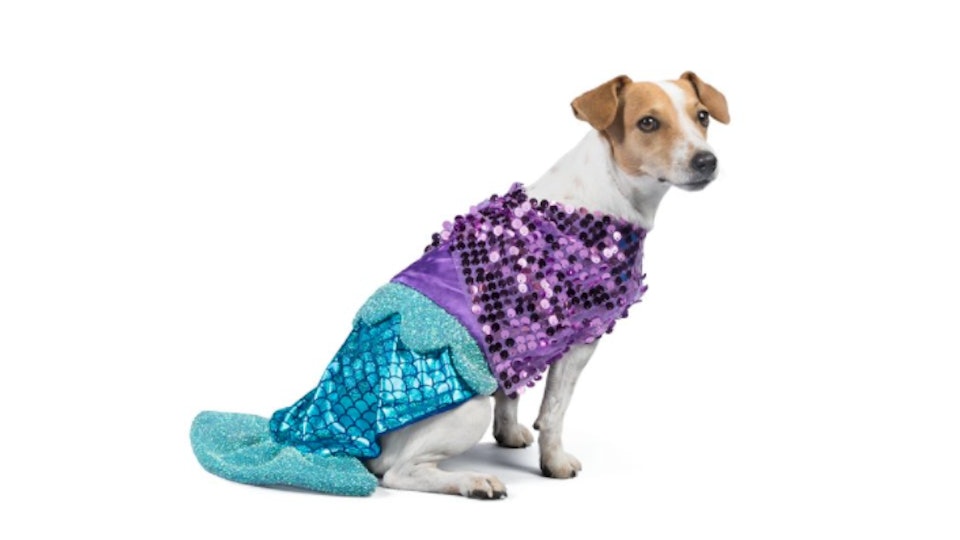 13 cutest halloween 2018 costumes from petsmart for dogs guinea