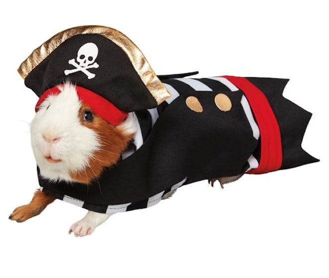Thrills & Chills™ Pirate Small Pet Costume
