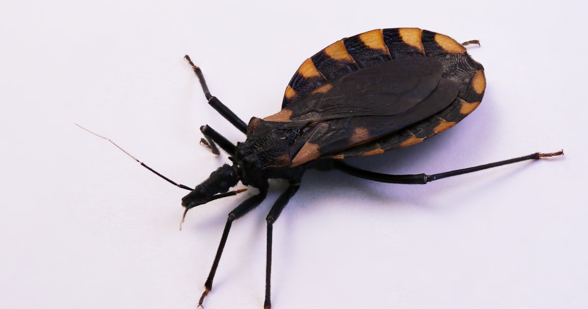 What Are The Symptoms Of A Kissing Bug Bite? An Expert Explains What To