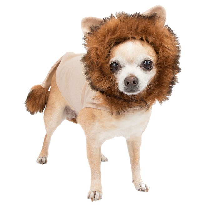 Lion Dog Costume