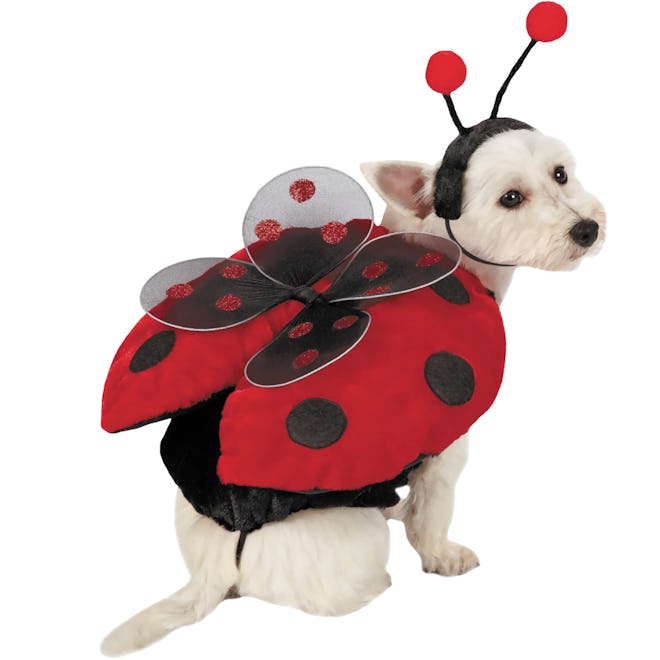 Ladybug With Wings Dog Costume