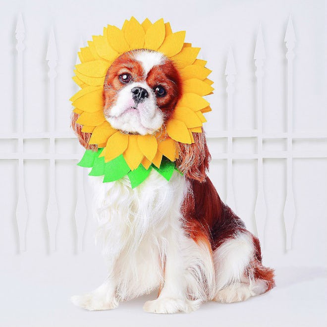 Yellow Headwear Costume for Dog - Hyde and Eek! Boutique