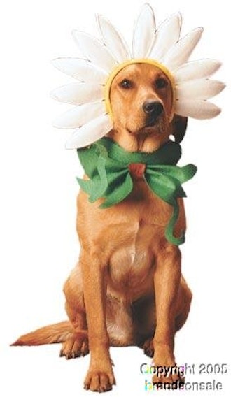 Daisy Dog Halloween Costume For Large Dogs