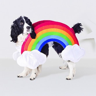 Rainbow Dog Costume - Hyde and Eek! Boutique
