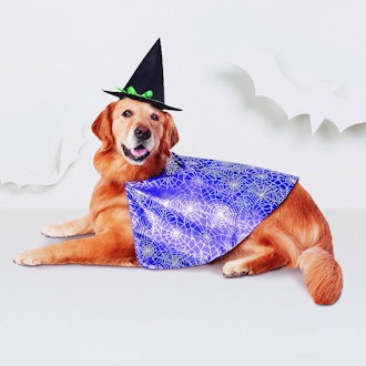Witch Dog Costume - Purple - Hyde and Eek! Boutique