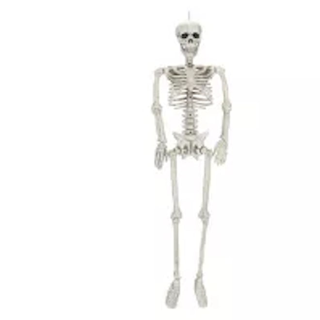 Medium Halloween Posable Skeleton - Hyde and Eek! Boutique