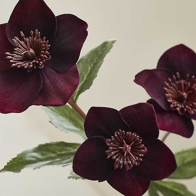 Black Mauve Poppy Stem