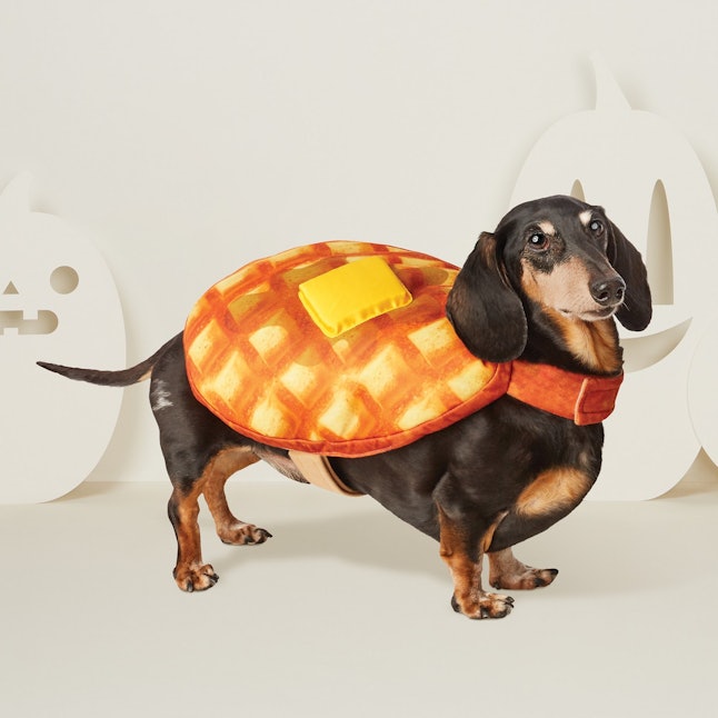 15 Matching Dog  Owner Halloween  2022 Costumes  That Are 
