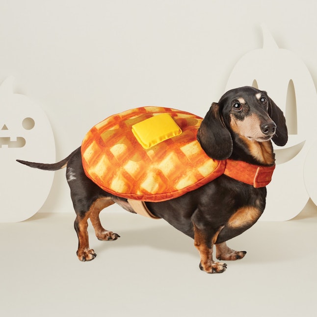 15 Matching Dog Owner Halloween 2022 Costumes That Are 15 Matching Dog Owner Halloween 2022 Costumes That Are