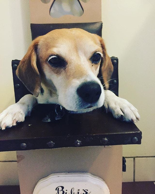 Is Dog Grooming Safe? 6 Things Every Dog Owner Should Know Before