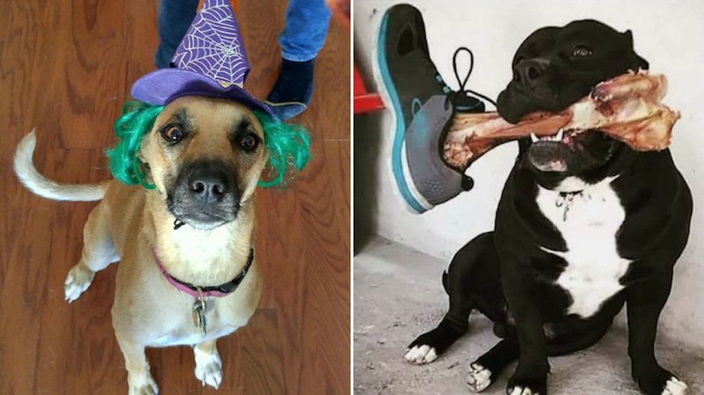 11 Photos Of Dogs' Halloween Costumes That Prove Theyâ€™re Totally
