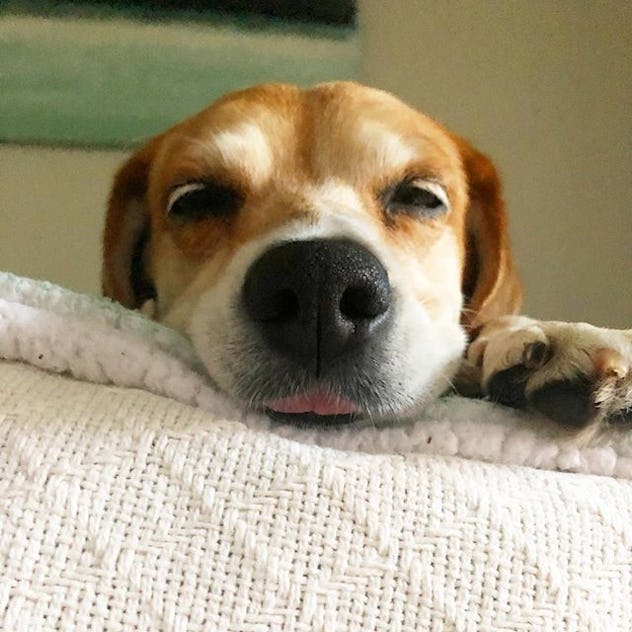 Is Dog Grooming Safe? 6 Things Every Dog Owner Should Know Before