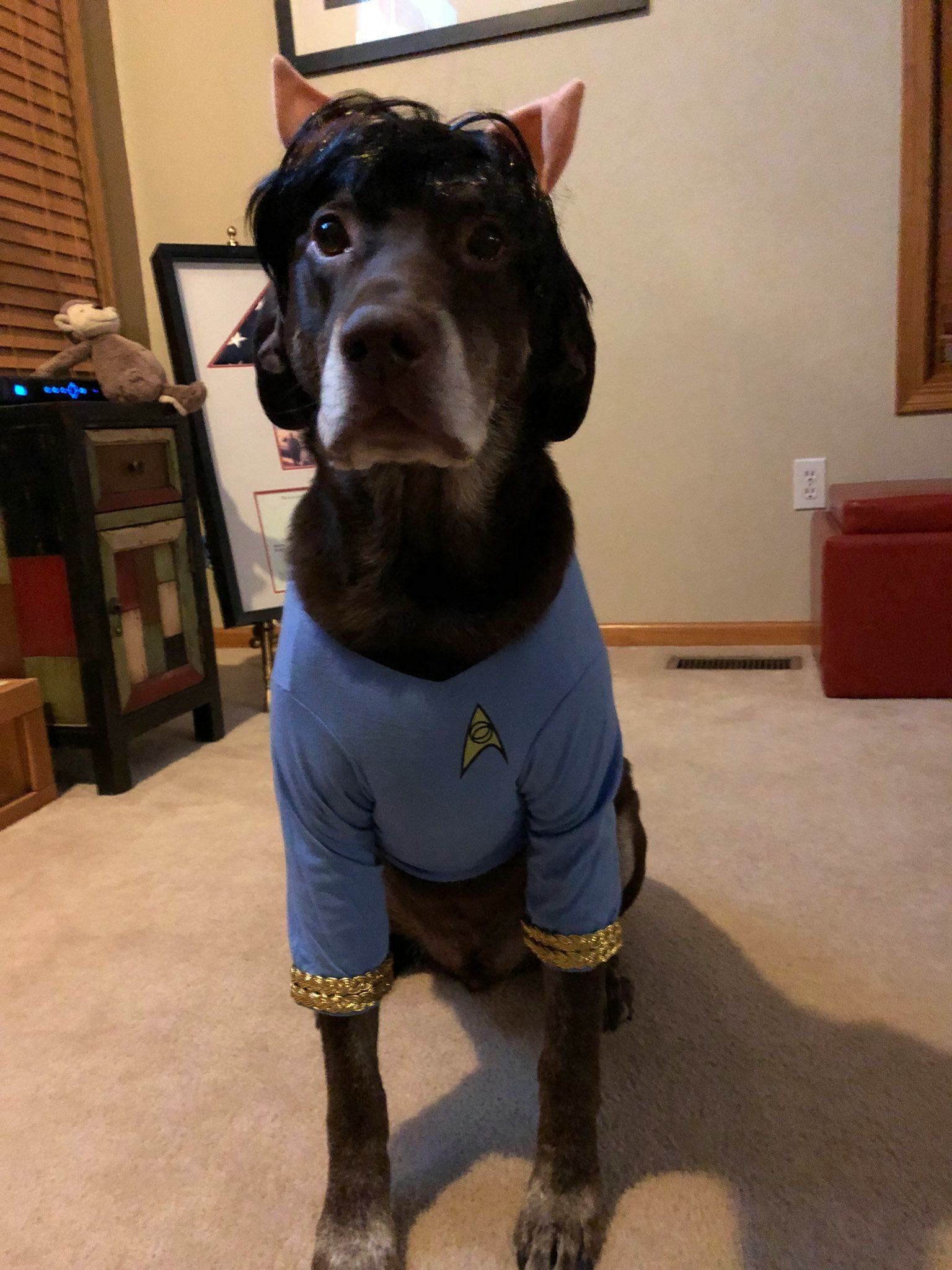 Dog on sale star costume